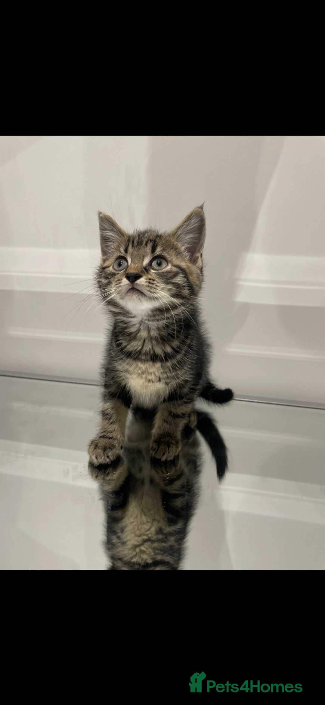 Mixed Breed cats for sale: Gorgeous kittens ready for new homes now  - Advert 2