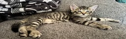 Mixed Breed cats for sale: Beautiful 🐈‍⬛ kittens x - Advert 16