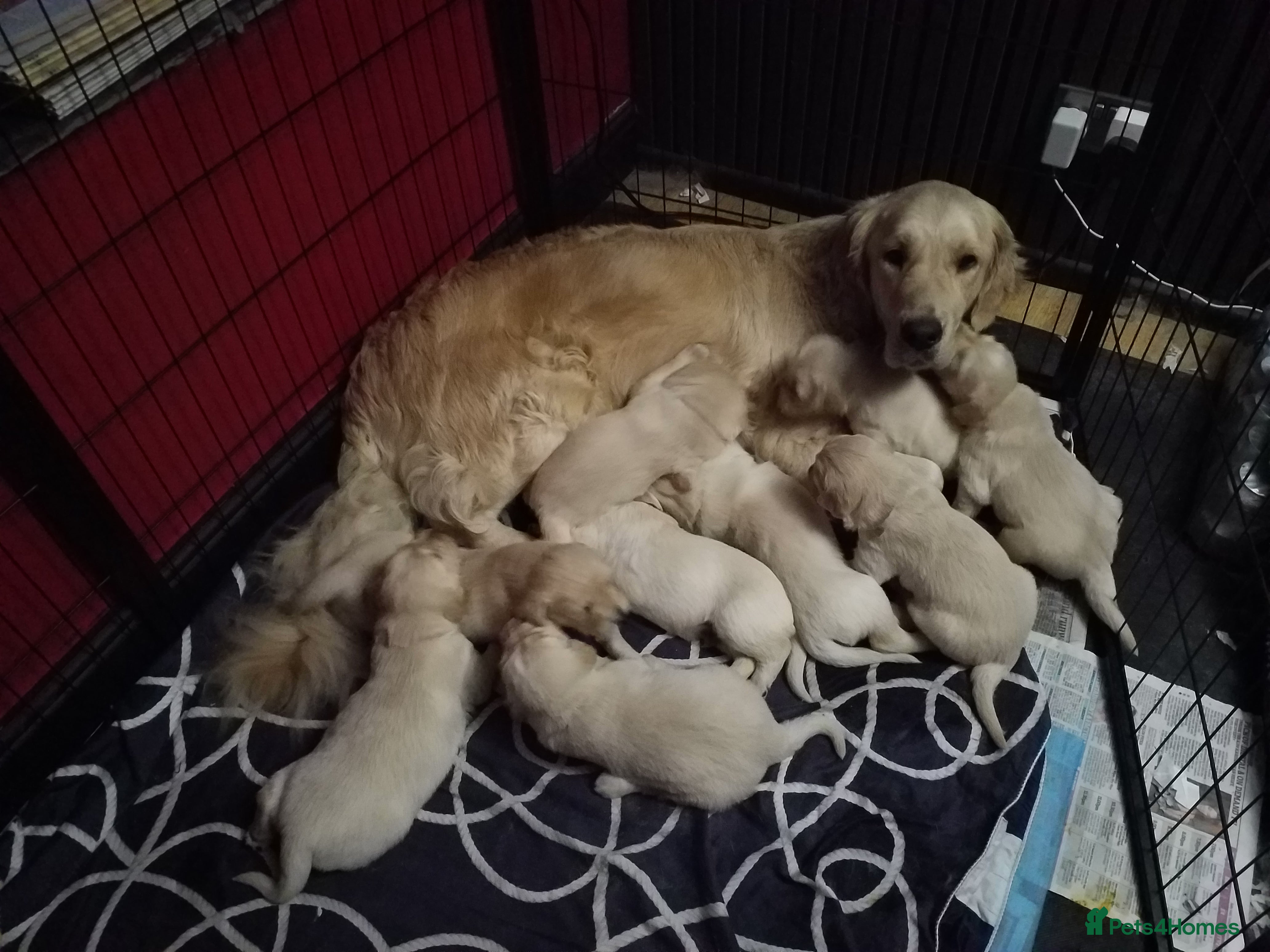 Golden Retriever dogs My little fur babies in Hengoed - Advert 6