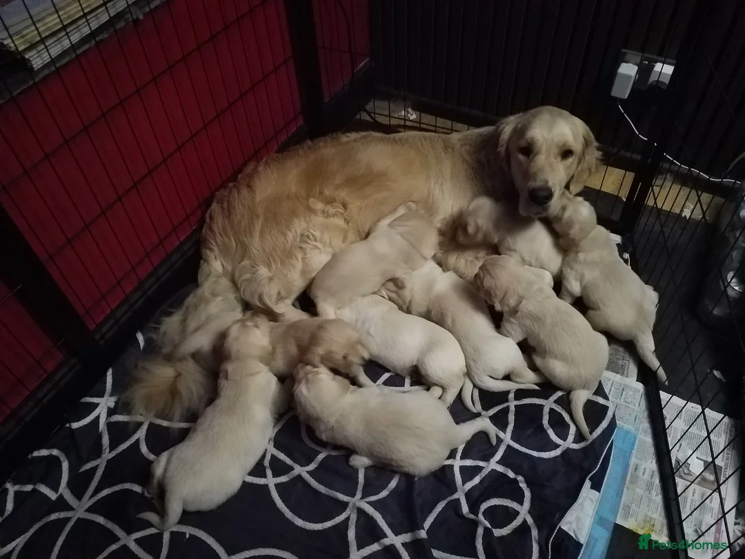 Golden Retriever dogs for sale: K C Registered Golden Retriever Puppies - Advert 1