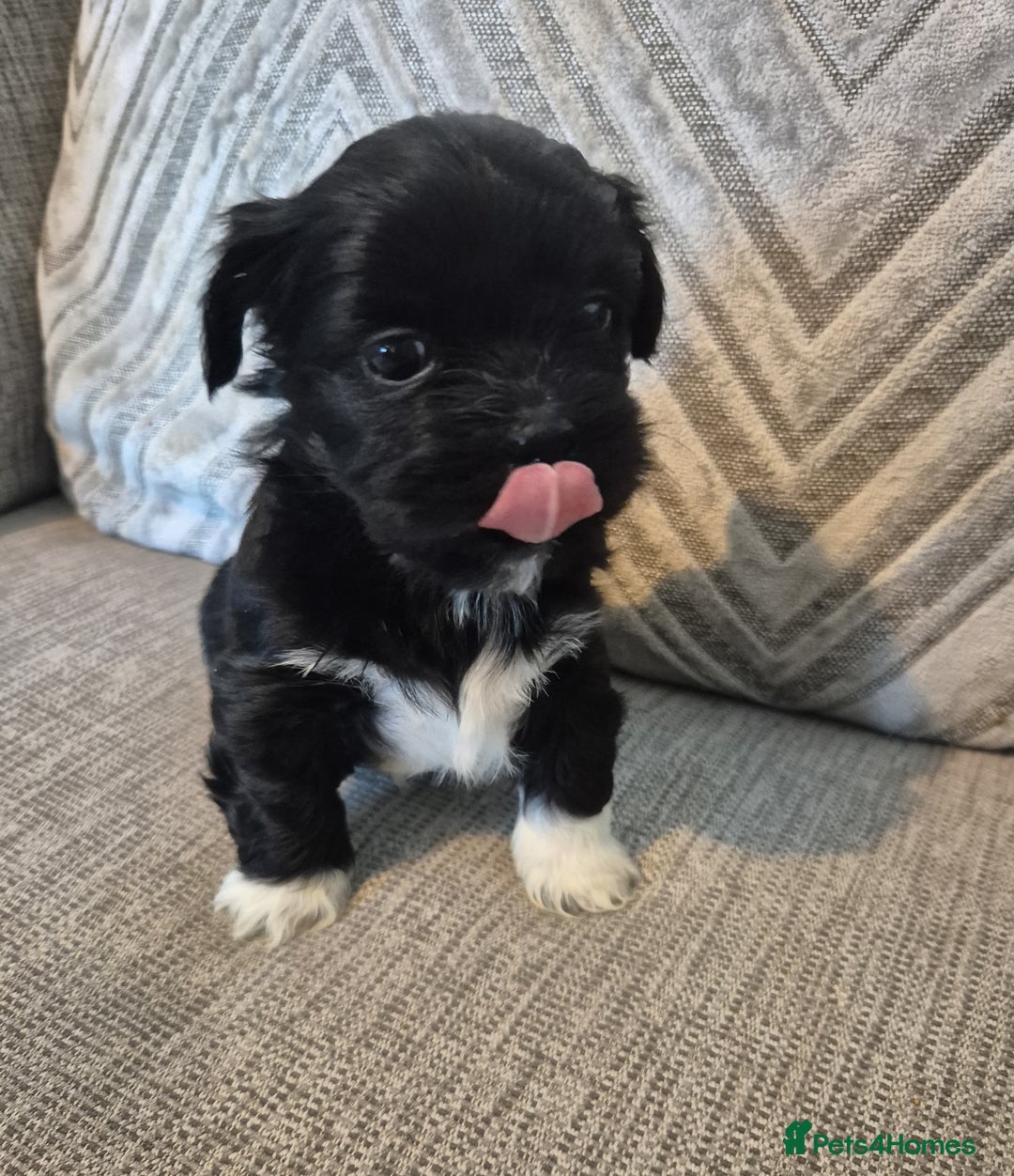 Lhasa Apso dogs for sale: Lhaso Apso Puppies  - Image 33