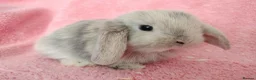 Mini Lop rabbits for sale: Baby mini lops for sale  - Advert 4