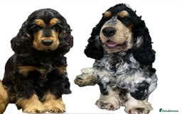 Cocker Spaniel dogs for sale: Cocker Spaniel - Show type - the calm type - Image 1