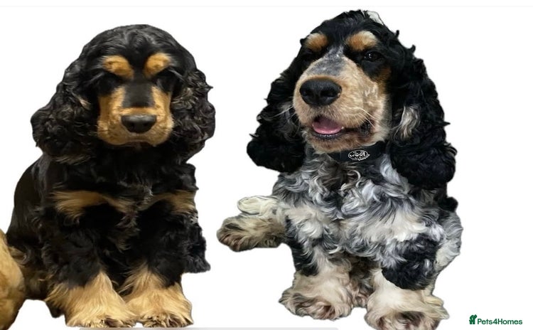 Cocker Spaniel dogs - Advert 1