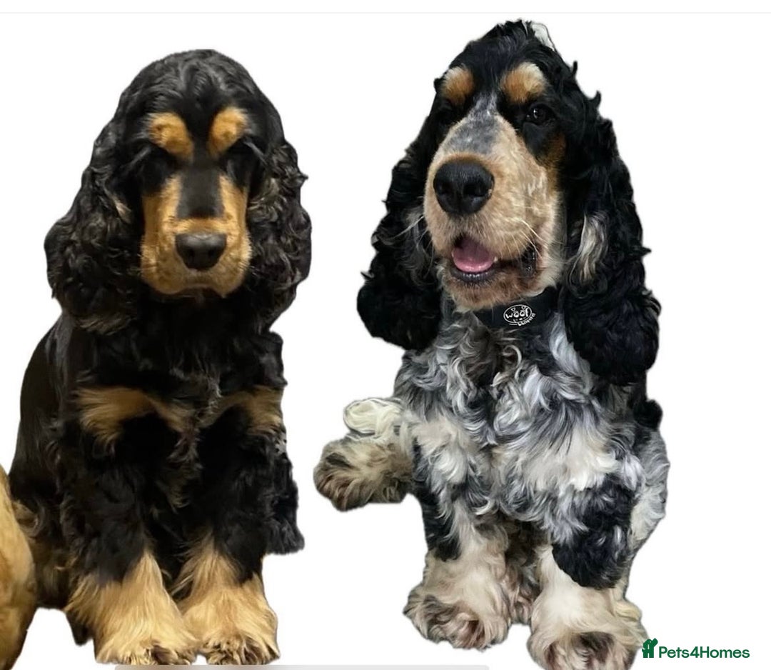 Cocker Spaniel dogs for sale: Cocker Spaniel - Show type - the calm type - Image 1