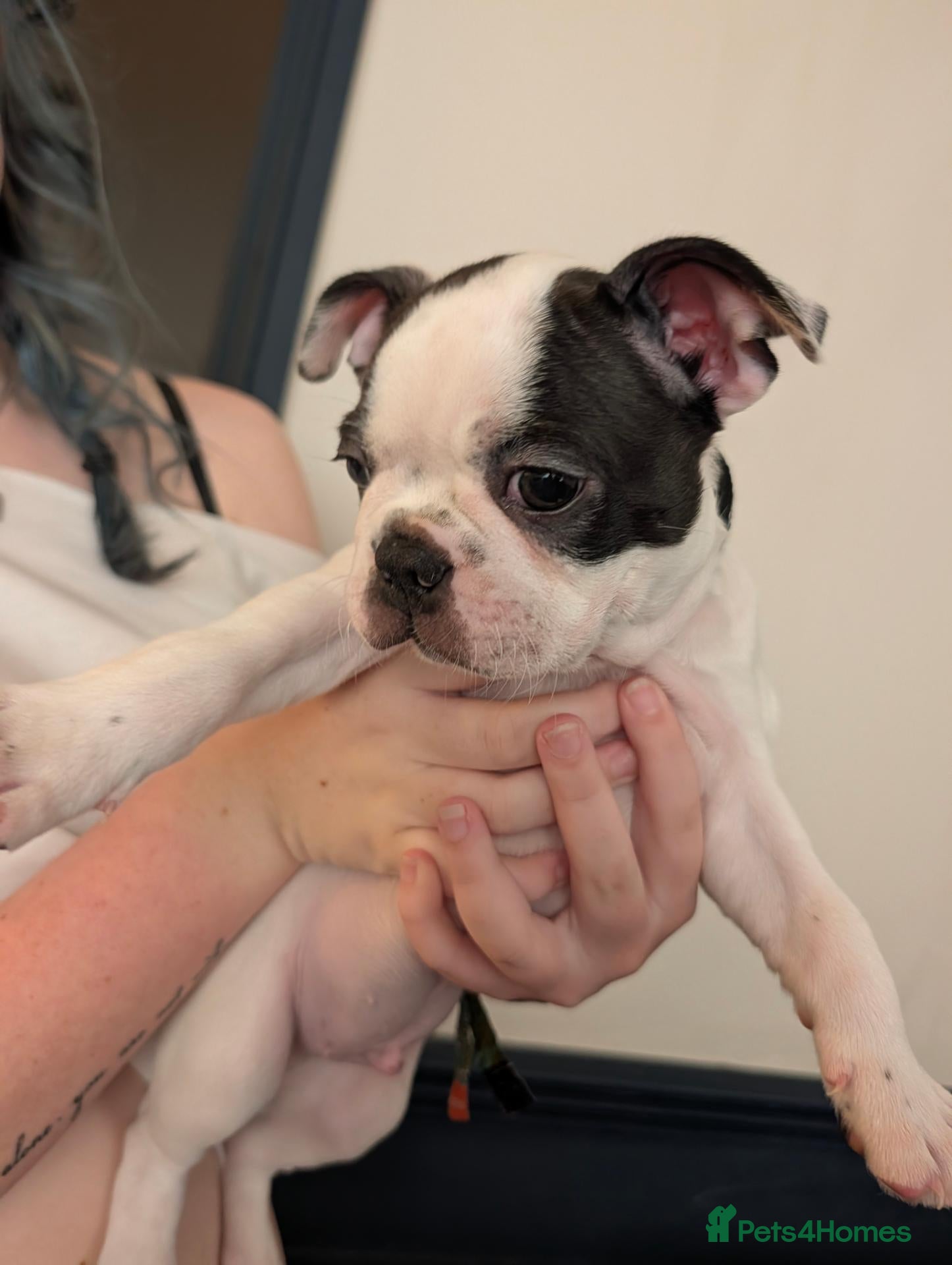 Boston Terrier dogs Boston Terrier Puppies  - Advert 2