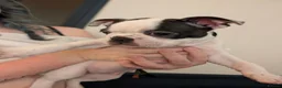 Boston Terrier dogs for sale: Boston Terrier Puppies  - Advert 25