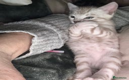 Bengal cats for sale: 💙Stunning Silver Mink Bengal TICA registered  - Image 35