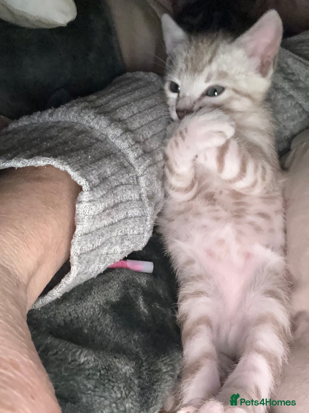 Bengal cats for sale: 💙Stunning Silver Mink Bengal TICA registered  - Image 35
