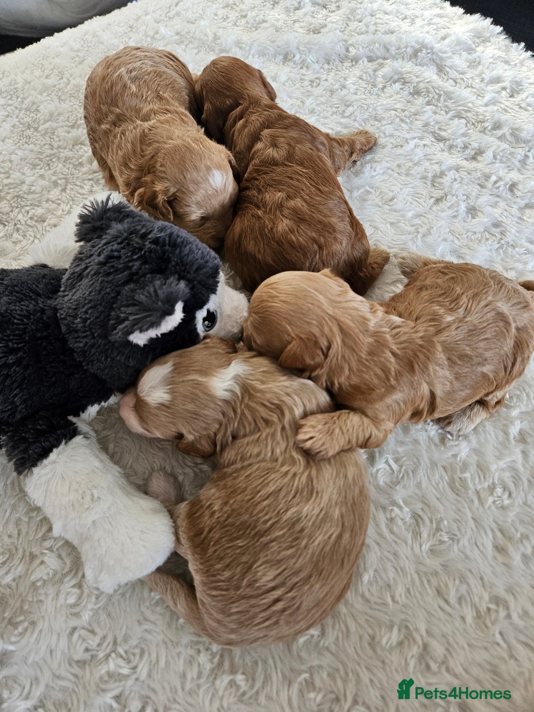 Maltipoo dogs for sale: Stunning Maltipoo Puppies ❤️  - Image 25