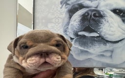 English Bulldog dogs for sale: English bulldog puppies  - Image 1