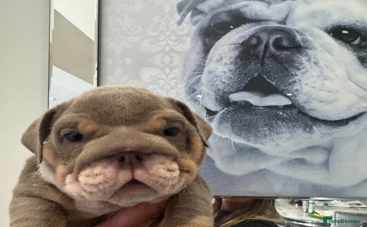 English Bulldog dogs - Advert 1