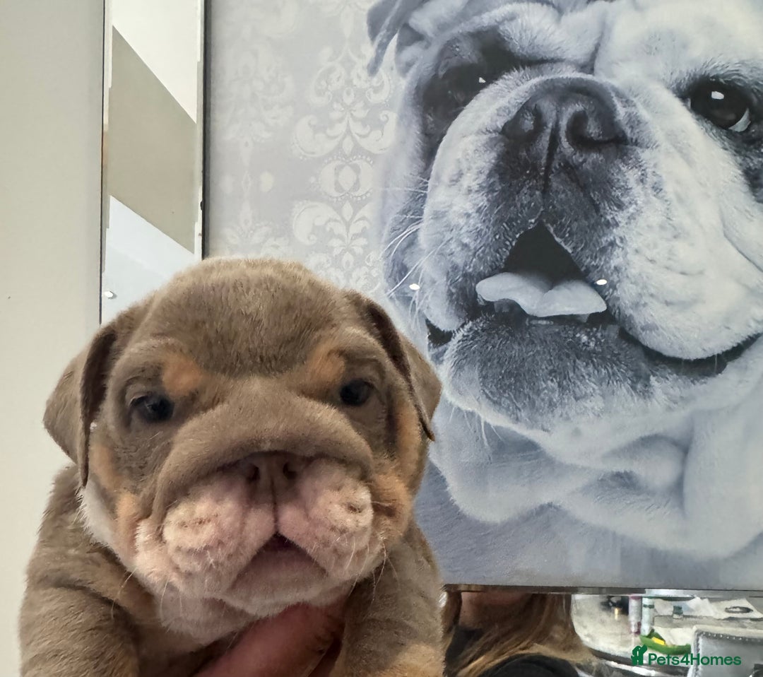 English Bulldog dogs for sale: English bulldog puppies  - Image 1