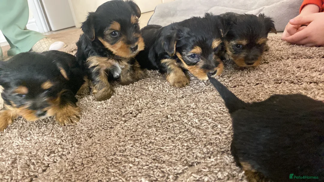Yorkshire Terrier dogs for sale: Yorkshire terrier puppies  in Rochdale - Advert 2
