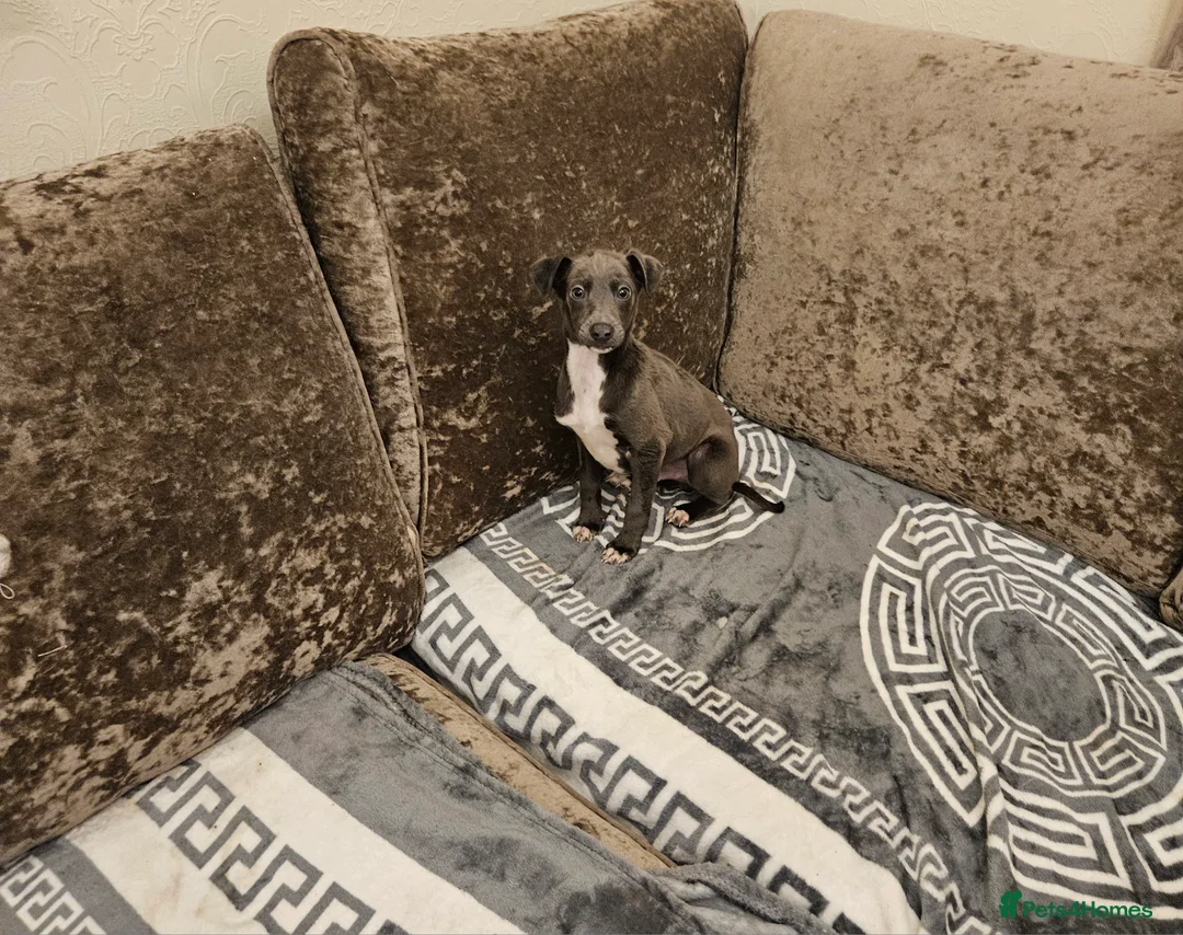 Whippet dogs for sale:  Beautiful dapple Whippets puppies  - Advert 5