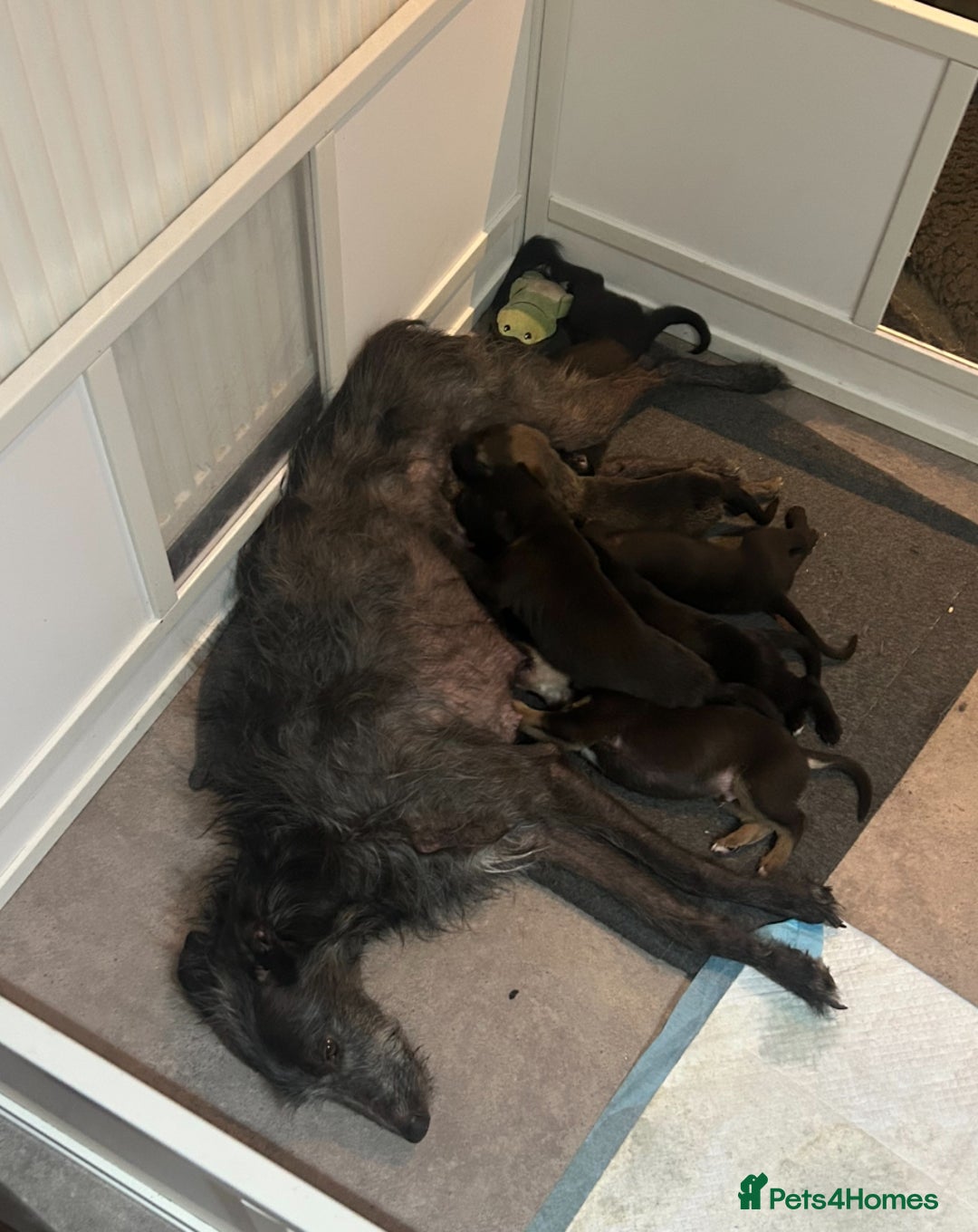 Mixed Breed dogs for sale: Bedlington/whippet Lurcher puppies - Image 16