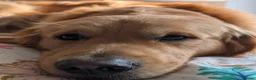 Golden Retriever dogs for stud: Proven - Fully Health Tested KC Golden Retriever - Advert 7