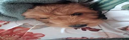 Cavapoo dogs for sale: Cavapoo puppy in Chippenham - Advert 3
