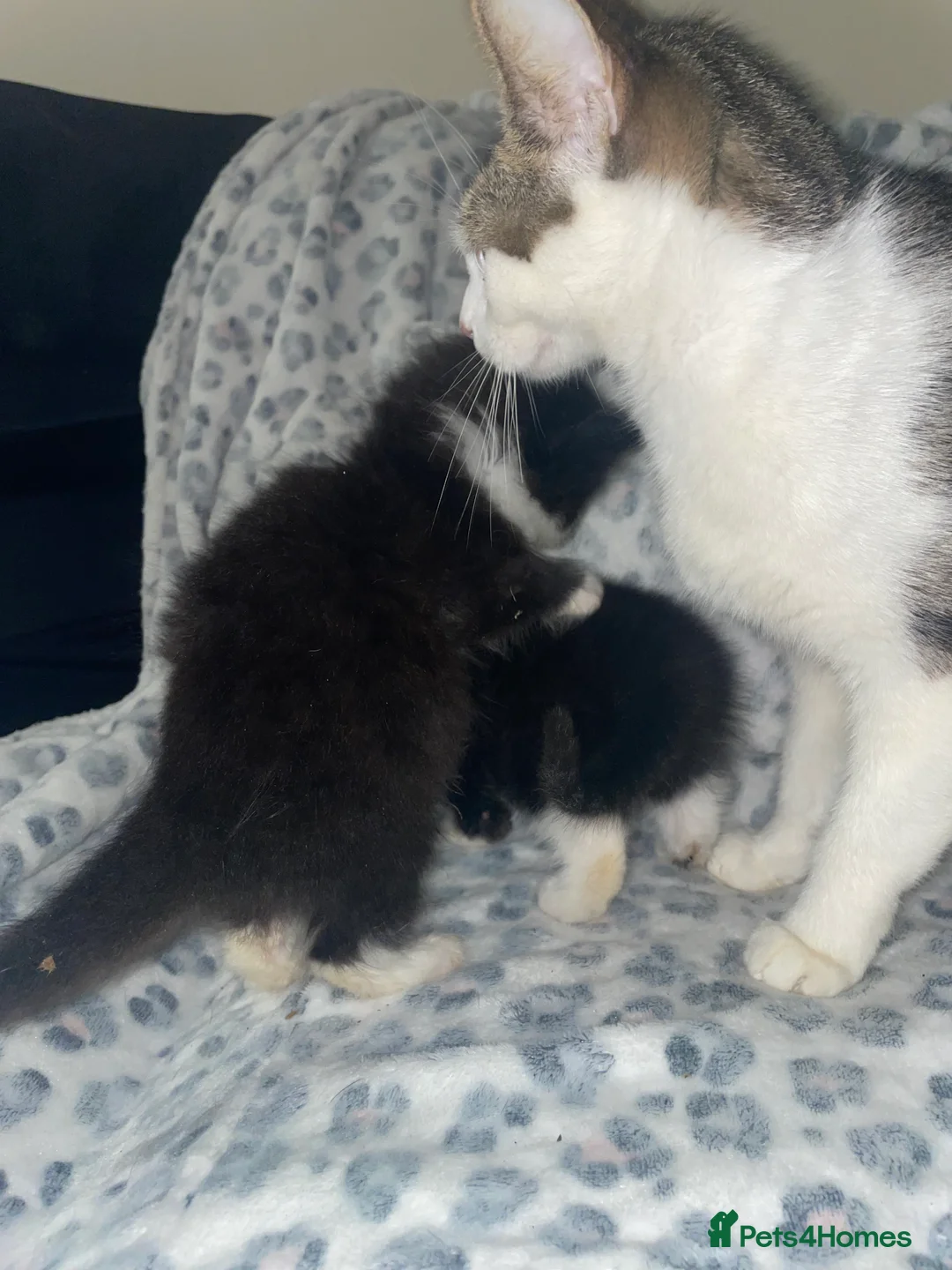 Mixed Breed cats for sale: ready to leave now! black and white kittens - Advert 22