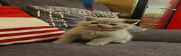 British Shorthair cats for sale: British Shorthair Kittens for Sale! Lilac & Blue! - Advert 12