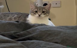 Domestic Shorthair cats for sale: Lovely Grey & White Kitten – Friendly & Playful - Image 5