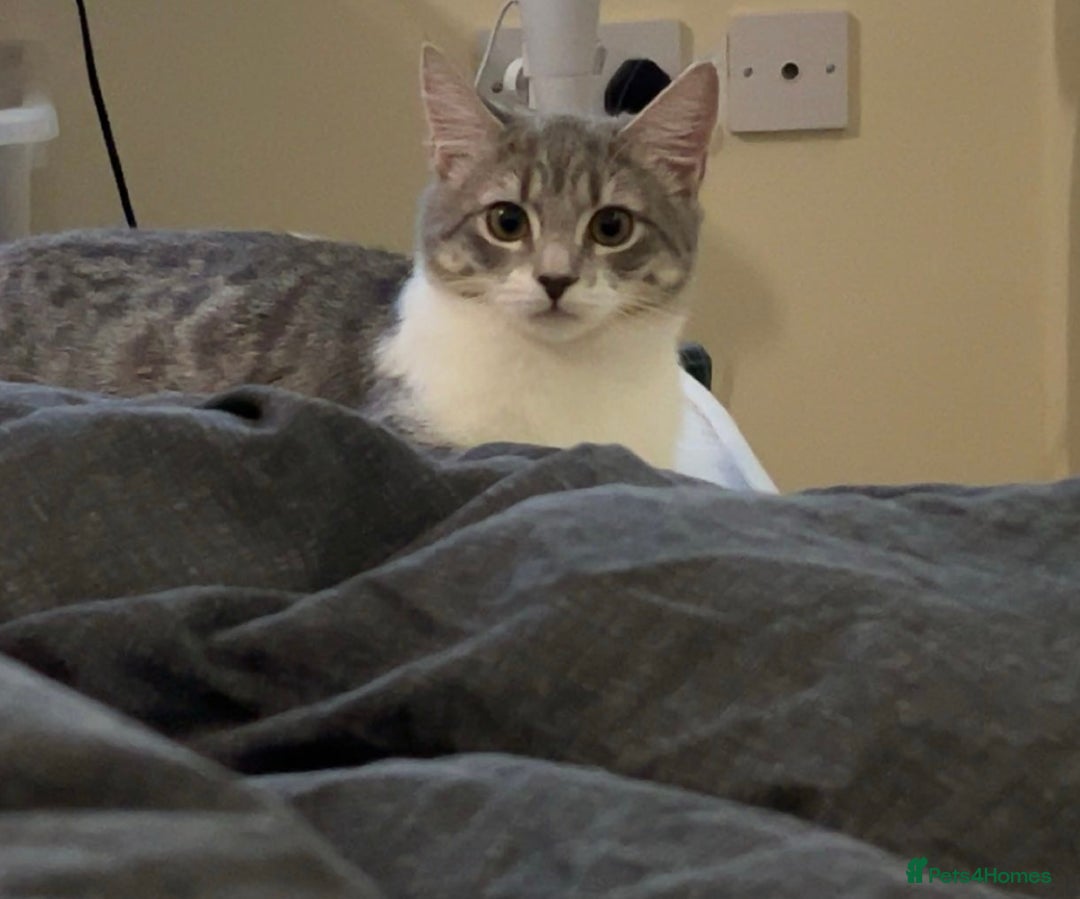 Domestic Shorthair cats for sale: Lovely Grey & White Kitten – Friendly & Playful - Image 5