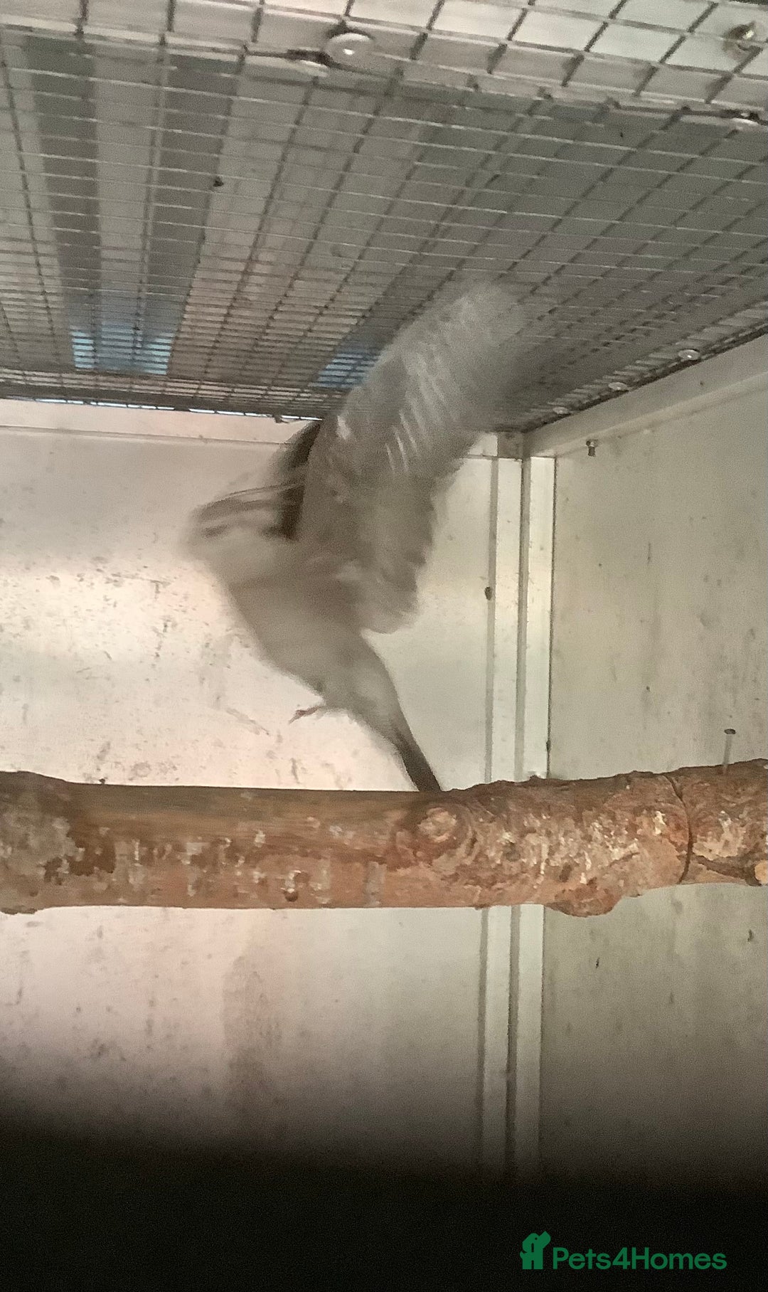 Budgerigars birds for sale: 2025 Young  Cockateils. - Advert 10