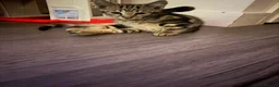 Mixed Breed cats for sale: Tabby kittens for sale  - Advert 3