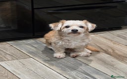 Chipoo dogs for sale: Little Old Ted - Image 4