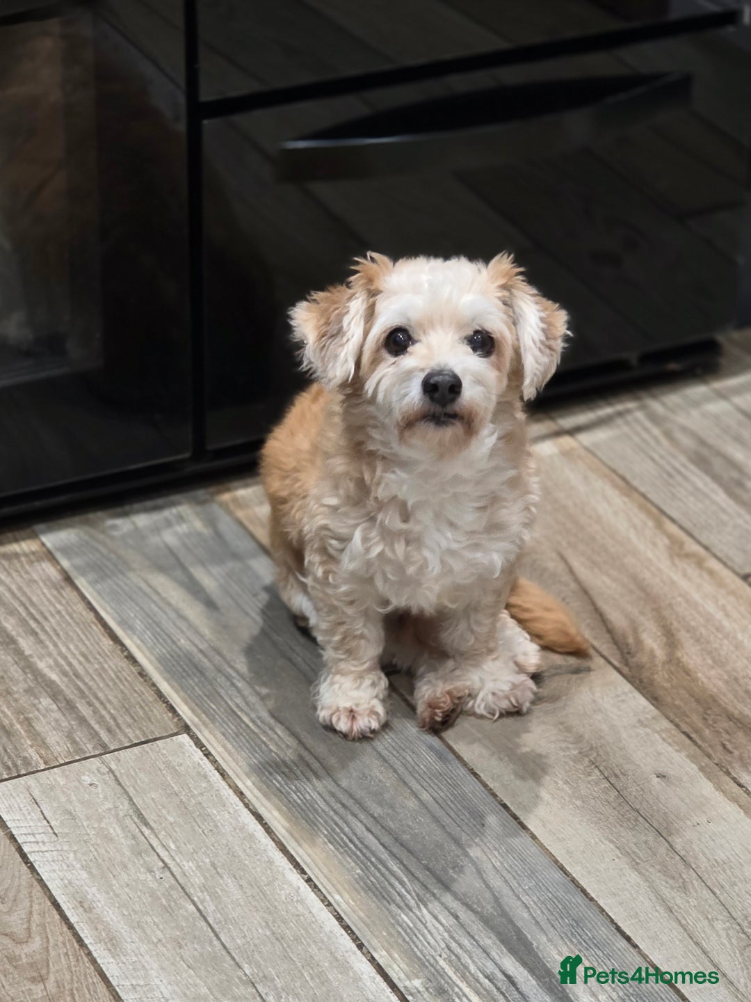 Chipoo dogs for sale: Little Old Ted - Image 4