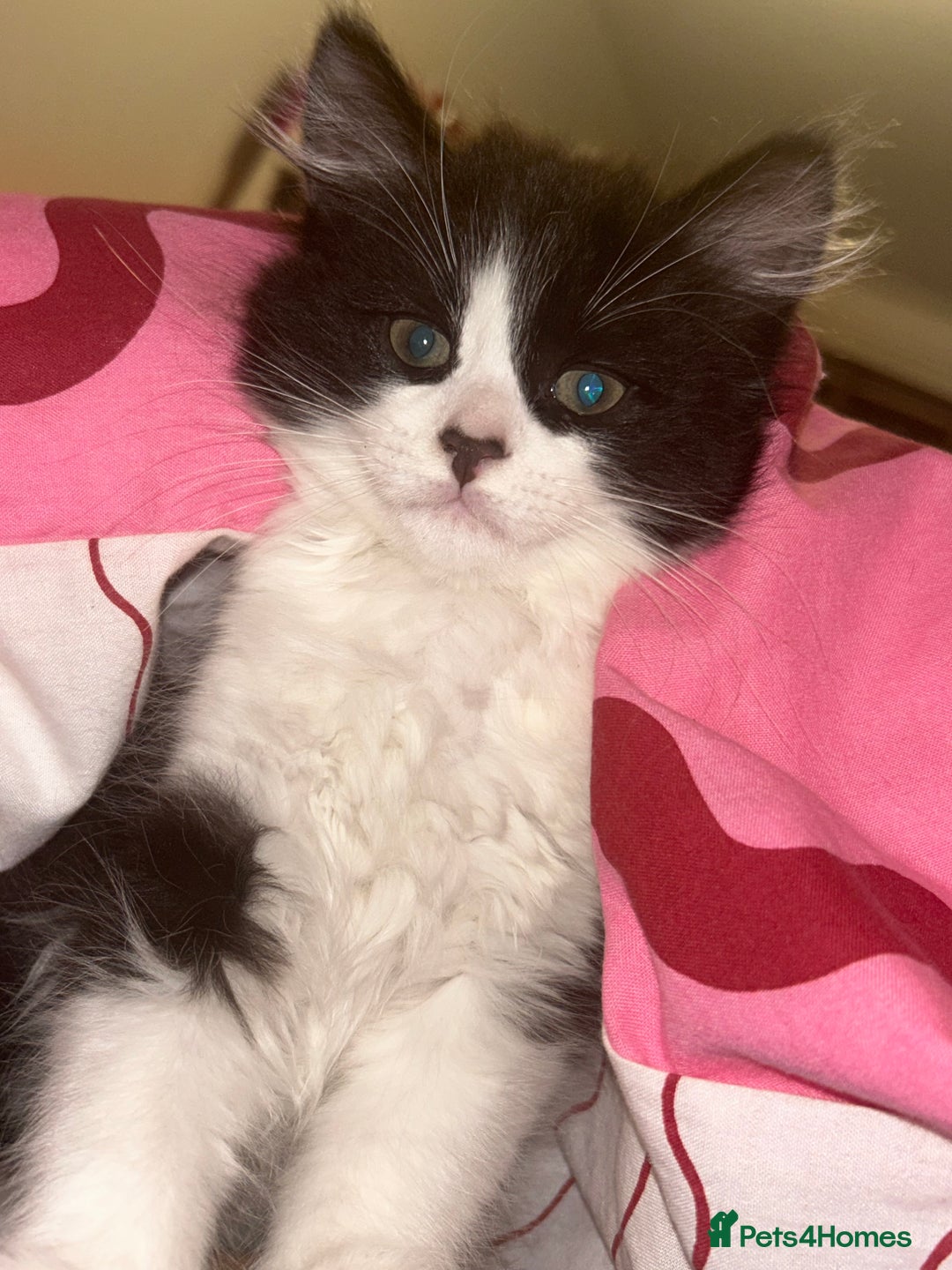 Mixed Breed cats for adoption: 2 kittens for adoption  - Advert 2