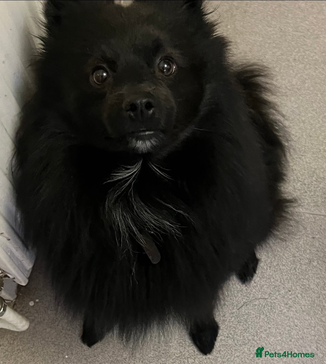 Pomeranian dogs Pomeranian stud *proven*  in Weston-super-Mare - Advert 1