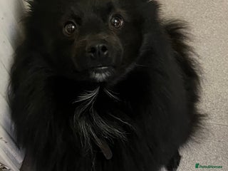 Pomeranian dogs in Weston-super-Mare - Advert 35