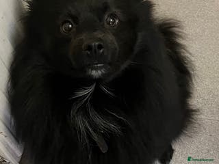 Pomeranian dogs Pomeranian stud *proven* in Weston-super-Mare - Advert 3