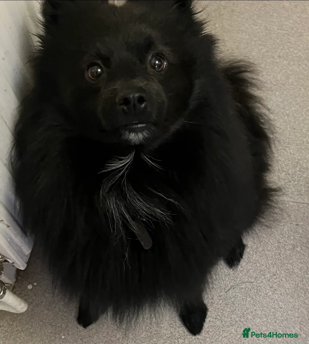 Pomeranian dogs for stud: Pomeranian stud *proven*  in Weston-super-Mare - Advert 1