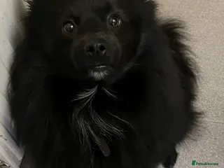 Pomeranian dogs Pomeranian stud *proven* in Weston-super-Mare - Advert 1