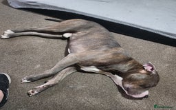 Mixed Breed dogs for sale: Millow 12 months - Image 2