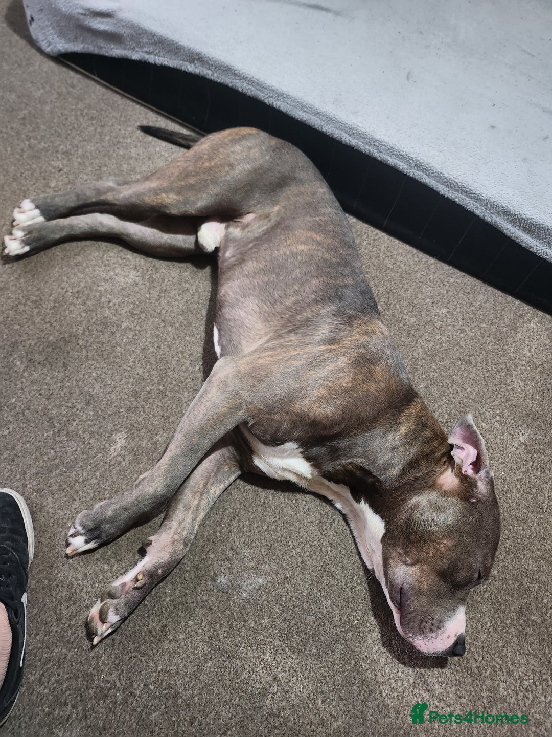 Mixed Breed dogs for sale: Millow 12 months - Image 2