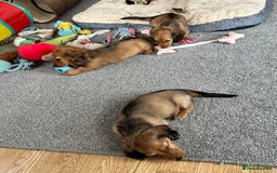 Miniature Dachshund dogs for sale: Longhaired shaded red puppies - Image 25