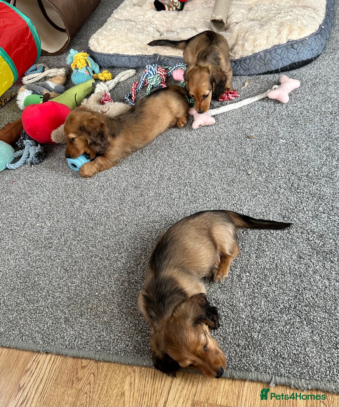 Miniature Dachshund dogs for sale: Longhaired shaded red puppies - Image 25