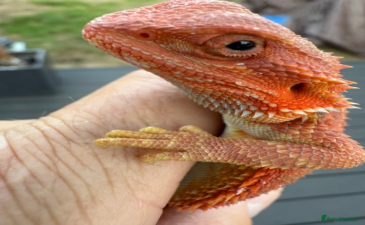 Bearded Dragon reptiles - Advert 3
