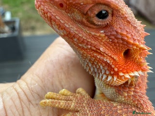 Bearded Dragon reptiles - Advert 16