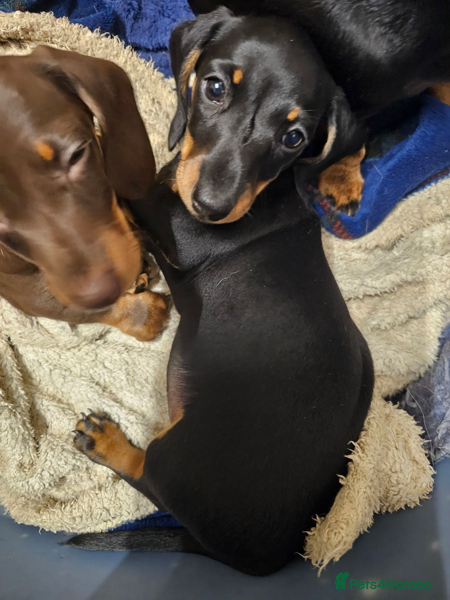 Miniature Dachshund dogs Superb miniature smooth haired Dachshunds. - Advert 2