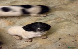 English Springer Spaniel dogs for sale: KC Registered English springer spaniel puppies. - Image 22