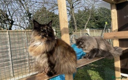 Maine Coon cats for sale: Beautiful Maine Coon babies  - Image 6
