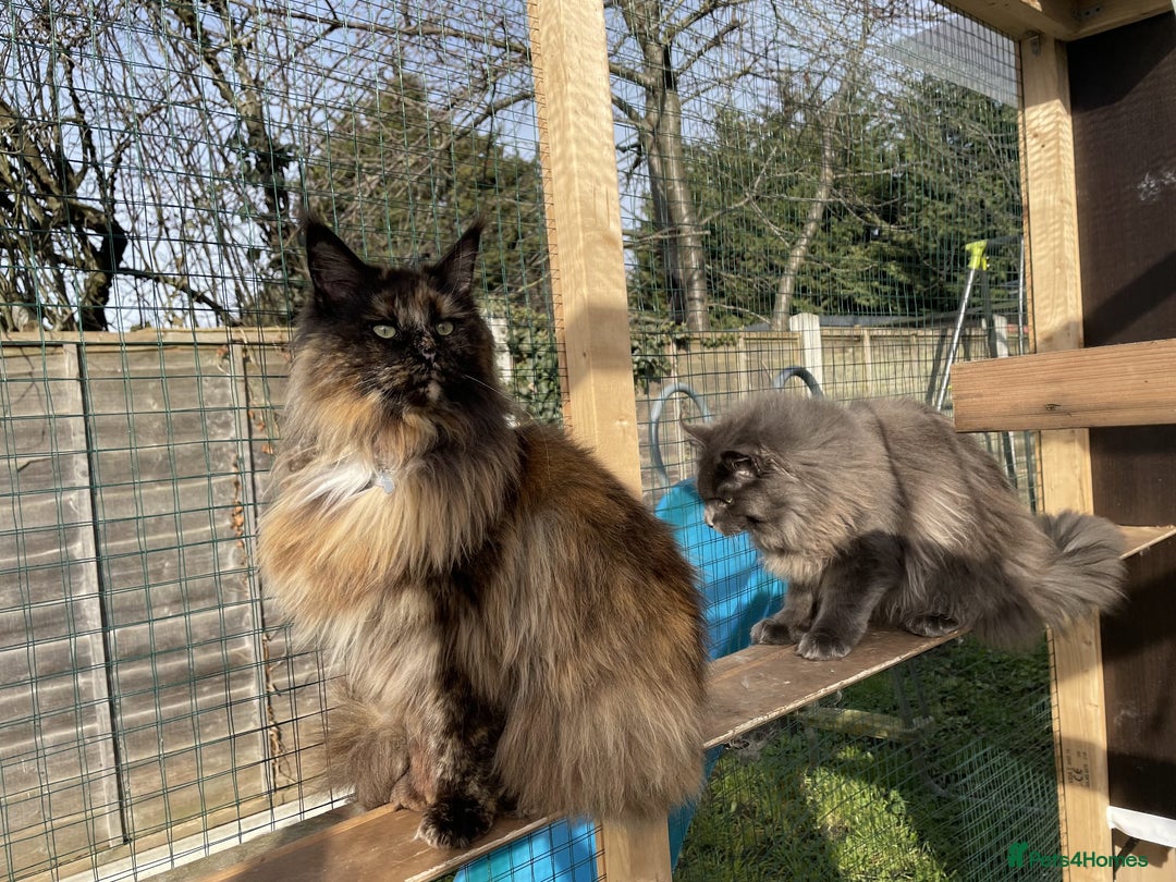 Maine Coon cats for sale: Beautiful Maine Coon babies  - Image 6