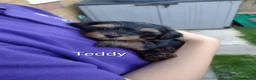 Yorkshire Terrier dogs for sale: Puppy's  in Peterborough - Advert 10