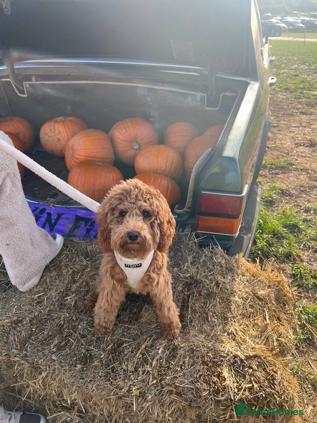 Cockapoo dogs for sale: Red Cockapoo Female Puppy  - Advert 6