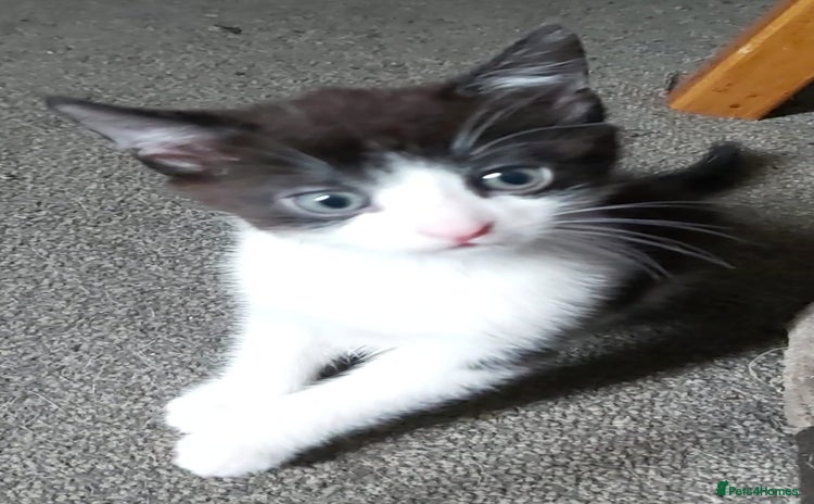 Mixed Breed cats - Advert 2