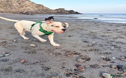 Mixed Breed dogs for sale: Dotty - Image 12